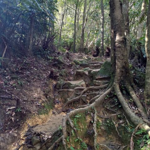 台湾新北市-新山登山中の風景