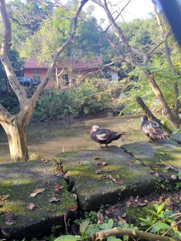 新山夢湖登山歩道に向かう途中の池にいる鳥